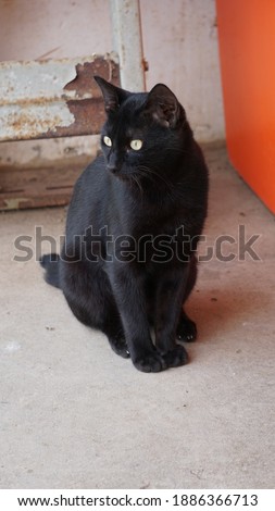 a black cat with green eyes sitting on a floor in Mindelo, on the island Sao Vicente, Cabo Verde