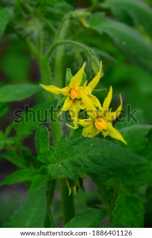 A bright yellow tomato plant flower in full bloom. Stock Photo