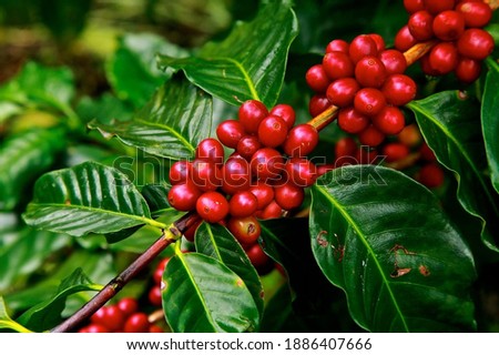 Indonesian robusta coffee fruit plant Royalty-Free Stock Photo #1886407666