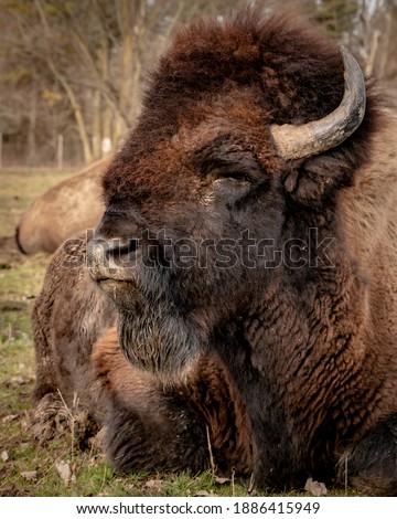 Bison photos, American bison, black and white bison photos, bison pictures