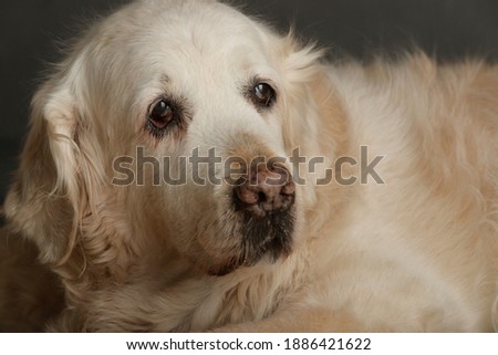 dog with a sad face looking to the side