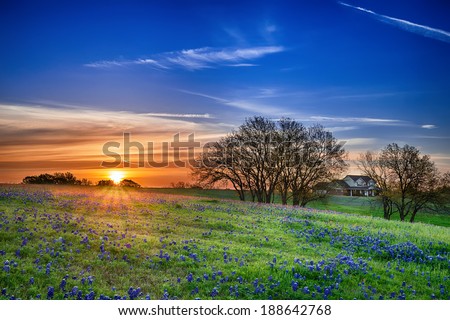 Texas bluebonnet spring wildflower field at sunrise Royalty-Free Stock Photo #188642768