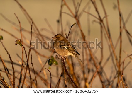 Garden songbirds feeding on a winter morning