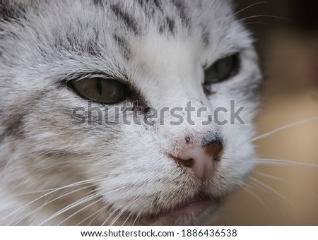 The nose of a sick street cat .