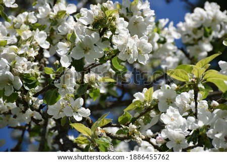 Beautiful apple tree blossom in spring. Stock Image