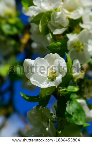 A close up of some elegant and soft white apple tree blossoms.  Stock Photo