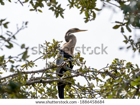 Anhinga perched in a tree at indian river side park in stuart florida