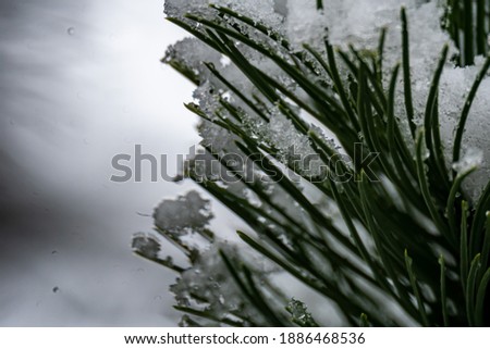 Snow Covered Pine Leaves on a Pine Tree