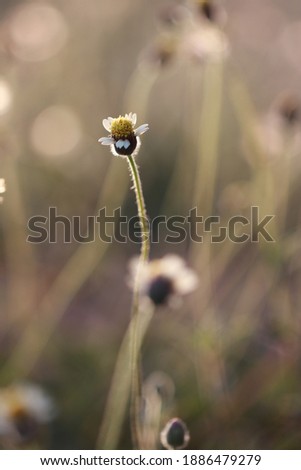 Close​ up​ grass​ flowers​ on​ sun​light​ in​ the​ morning​