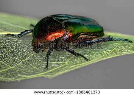 Rose chafer, Cetonia aurata, beautiful iridescent beetle. Extreme macro.