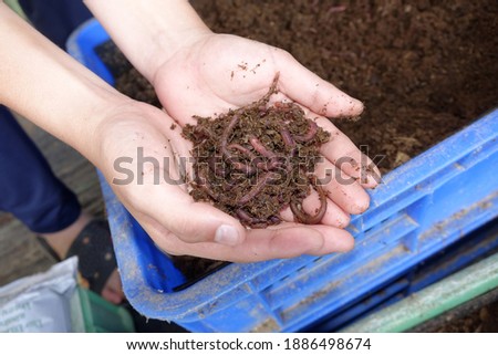 Earthworms on hand. African nightcrawlers in earthworm farm to produce vermicompost fertilizer, best organic fertilizer for organic food gardening farm. Selective focus Royalty-Free Stock Photo #1886498674