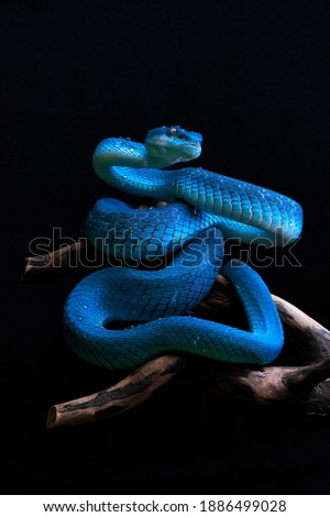 Blue Vit Pit Viper, blue insularis, blue viper, the nocturnal dangerous snake in the world