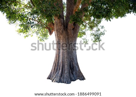 Image of the base of an tree on a white background.