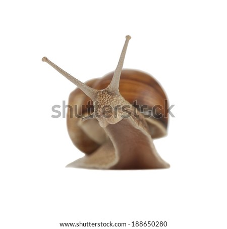 Land snail isolated on white background Royalty-Free Stock Photo #188650280