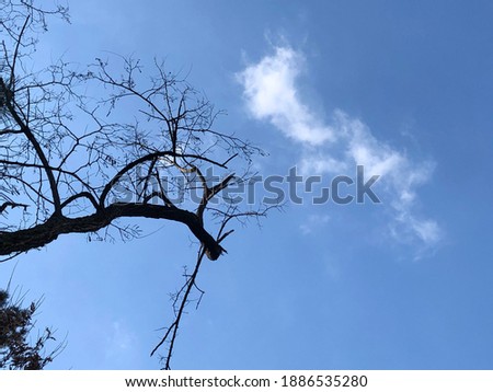 blue sky and cloud picture