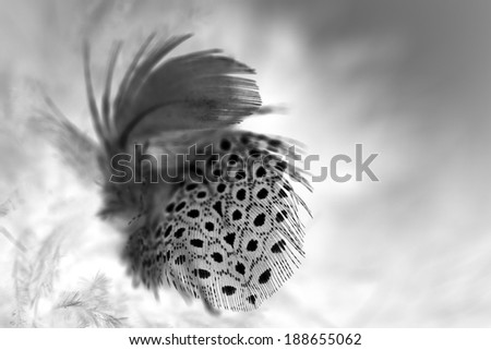 Black and white feather with white background 