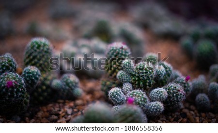 beautiful high resolution wallpaper background plants and flowers and cactuses, relaxing nature, life