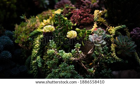 beautiful high resolution wallpaper background plants and flowers and cactuses, relaxing nature, life
