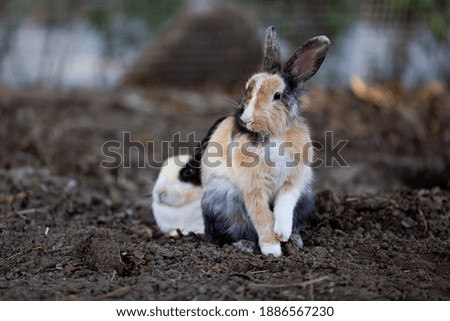 rabbit relaxation or resting posture in the zoo selective fucus blur background 