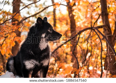 Portraits of dog in the snow with autumn leaves.