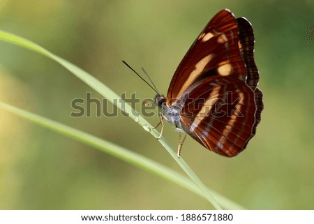 Butterfly resting on grass blade