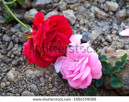 Beautiful pink and red roses flowers on the ground background, Used as happy velantimes day.