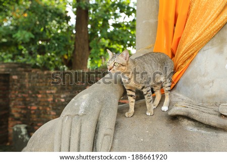 Gray cat with yellow eyes in temple