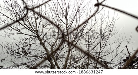 Big tree branches behind the fence and cloudy grey sky