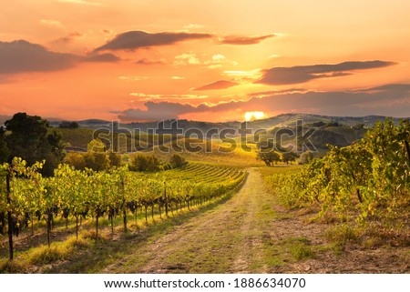 Vineyards and winery on sunset Royalty-Free Stock Photo #1886634070