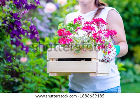 The girl the farmer holds a box with seedlings of flowers in his garden on the background of flowering rose bushes. Improving the harvest of flower bushes concept