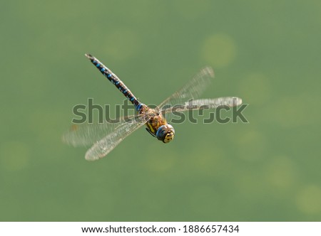dragonfly migrant hawker (Aeshna mixta) in flight Royalty-Free Stock Photo #1886657434