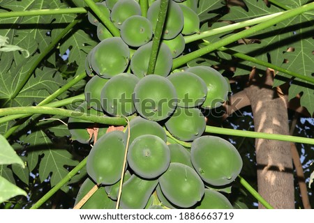 A large group of green raw fruits hangs on a papaya tree. india. papaya fruits. unripe papaya fruits on tree, raw papaya grow on papayas tree
