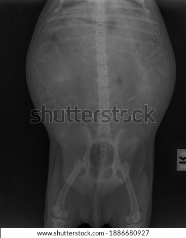 blur x ray vision cause obesity pitbull female dog , front view