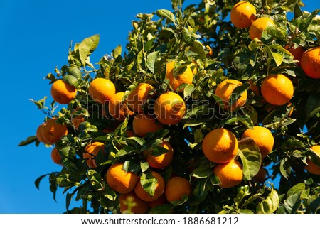 Close up of a tree full of fruity oranges on a plantation in southern Spain. The fruits look very tasty. A sunny day with a blue sky.
