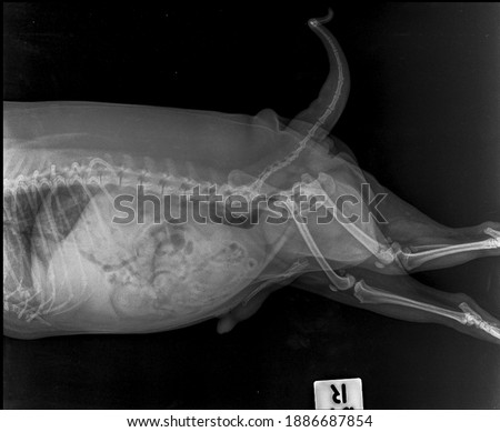 x ray obesity senior male shizu dog , side view 
