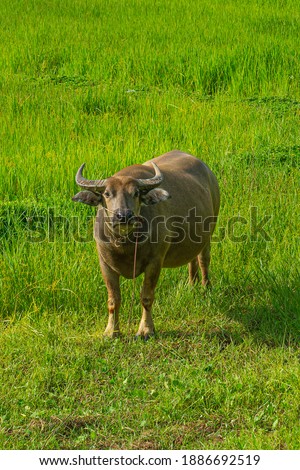 Thai buffalo,buffaloes have been used since centuries by peasants in order to plough their rice fields. This photo took after harvested in The North of Thailand.