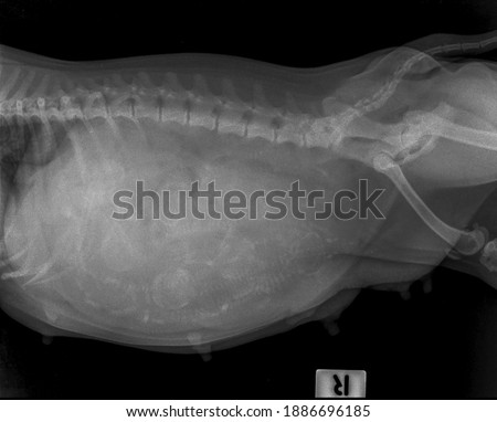 blur x ray vision obesity pregnant pitbull , side view  