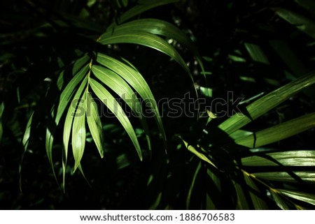 tropical leaf texture, foliage nature green palm background