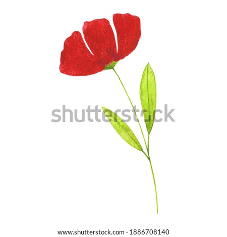 Watercolor hand drawn bright red poppy flower clip art isolated on white background. Colorful botanical illustration. Floristic design element for cards, invitations, decoration, paper.