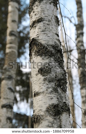 A beautiful black and white birch trunk