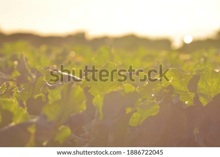 the vegetable field and the sky