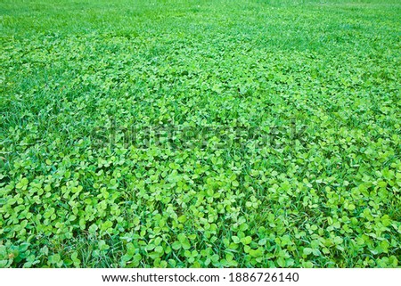 Detail of a beautiful fresh and green clover field.