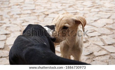 a tri-color and a yellow street dog puppy sniffing each other in Mindelo, on the island Sao Vicente, Cabo Verde
