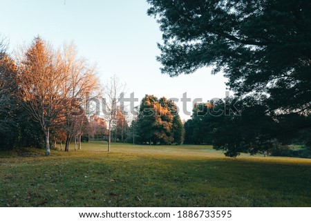 Park in winter, with trees of different shades and a green meadow. Sunlight at dawn.