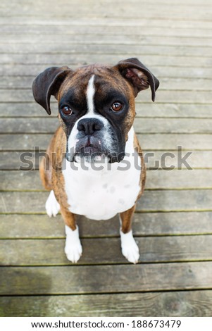 Adorable Brindle Boxer Dog Outside on Wooden Deck During Warm Sunny Weather