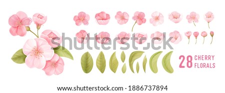 Spring sakura cherry blooming flowers. Isolated realistic pink petals, blossom, branches, leaves vector set. Design spring tree illustration