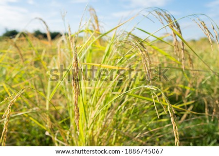 Field rice with landscape green pattern nature background
