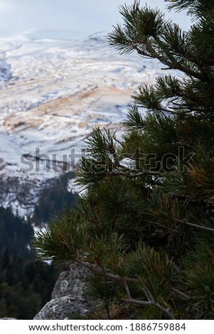Green spruce branches and snow capped mountains in background. Evergreens, winter coniferous forest. Unity with nature. Vertical picture.