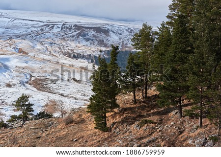 View of green coniferous pine fir and spruce forest from above from afar. Snow in mountains and green branches and tops of firs and pines. Horizontal screensaver of nature and winter forest.