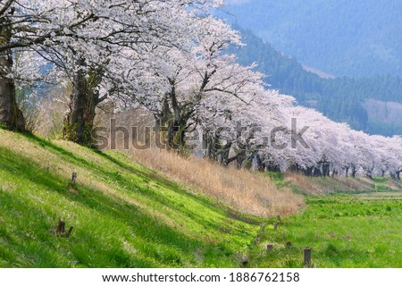 Japanese rural area in springtime.Tono,Iwate,Japan.Early May. Royalty-Free Stock Photo #1886762158
